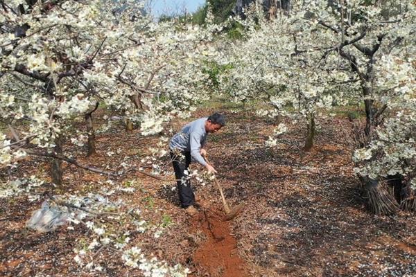 种植山楂怎么防治病虫害,发生花腐病可喷施甲基托布津