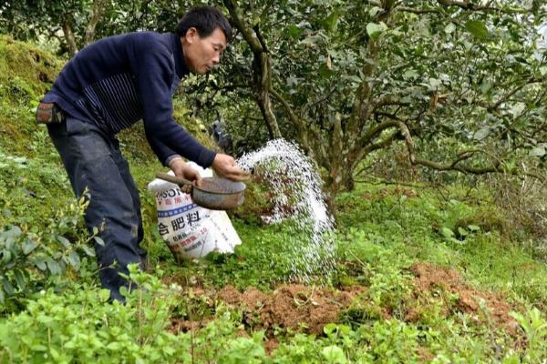 种植山楂怎么防治病虫害,发生花腐病可喷施甲基托布津