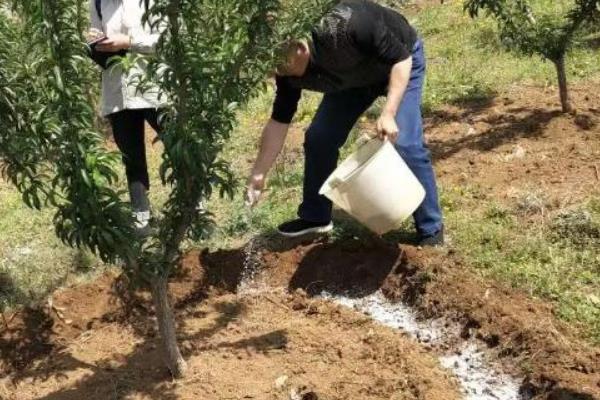 种植山楂怎么防治病虫害,发生花腐病可喷施甲基托布津