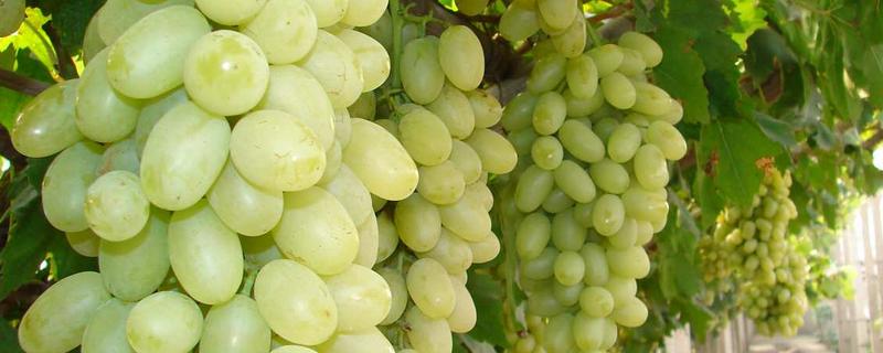 白牛奶葡萄有何优缺点，果粒重果肉脆但抗寒及抗湿等能力差