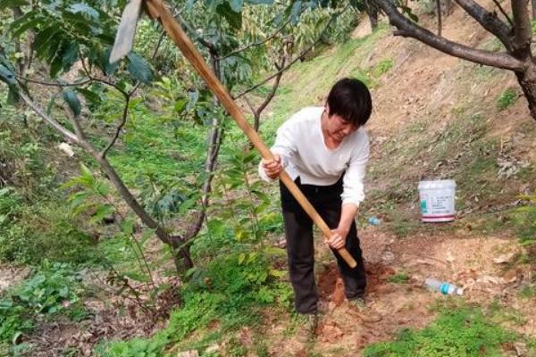 种植山楂怎么防治病虫害,发生花腐病可喷施甲基托布津