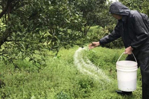种植山楂怎么防治病虫害,发生花腐病可喷施甲基托布津
