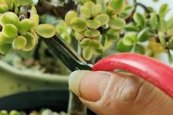 雅乐之舞的修剪方法,杂乱、多余、损坏的枝叶都要剪除