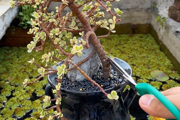 雅乐之舞的修剪方法,杂乱、多余、损坏的枝叶都要剪除