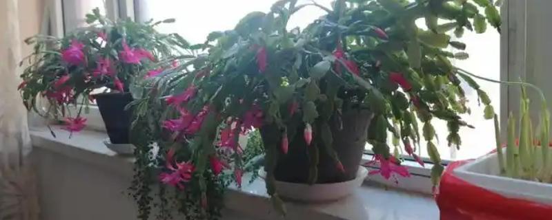 蟹爪花怎么养殖，要为其提供半阴的环境