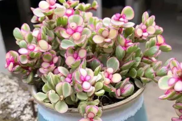 雅乐之舞的修剪方法,杂乱、多余、损坏的枝叶都要剪除