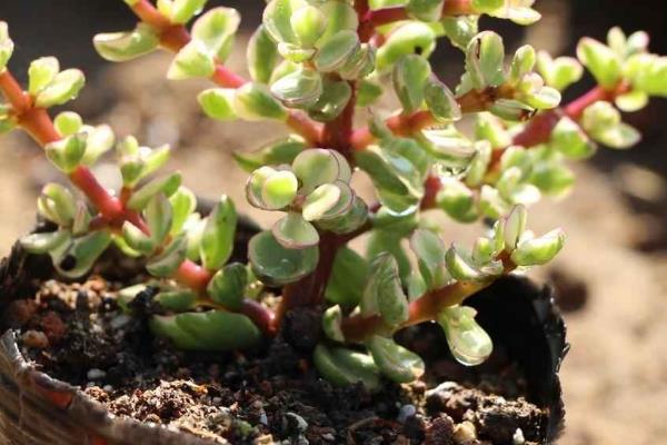 雅乐之舞的修剪方法,杂乱、多余、损坏的枝叶都要剪除