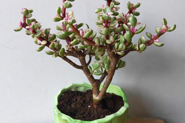 雅乐之舞的修剪方法,杂乱、多余、损坏的枝叶都要剪除