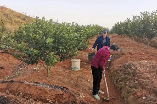 沃柑受冻后能不能缓过来,轻微冻伤只需剪除腐烂发软的叶片