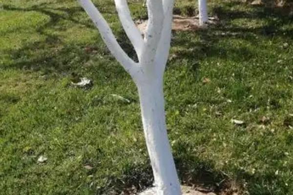 沃柑受冻后能不能缓过来,轻微冻伤只需剪除腐烂发软的叶片