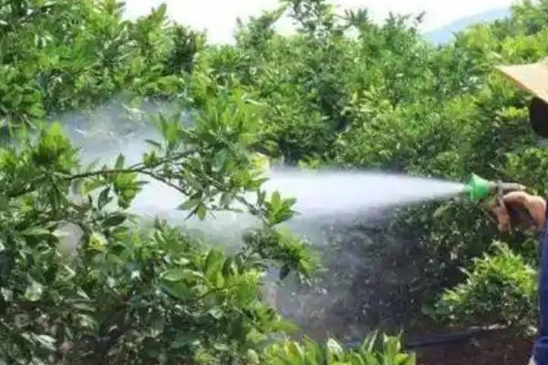 沃柑受冻后能不能缓过来,轻微冻伤只需剪除腐烂发软的叶片