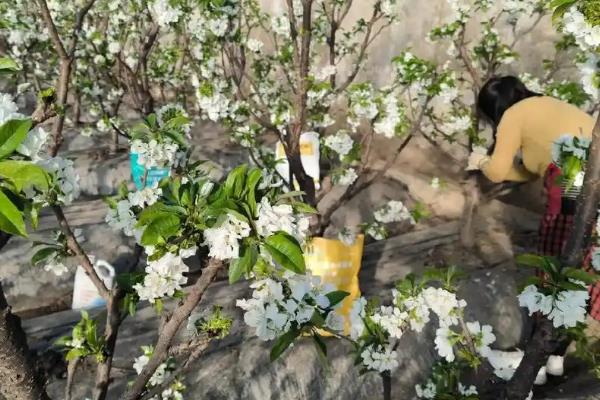 车厘子能不能种出来，车厘子能种出来