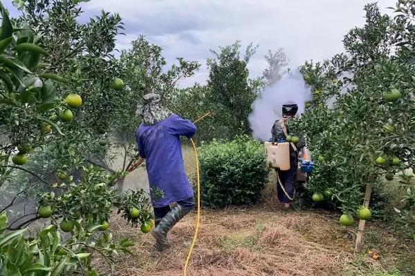沃柑受冻后能不能缓过来,轻微冻伤只需剪除腐烂发软的叶片