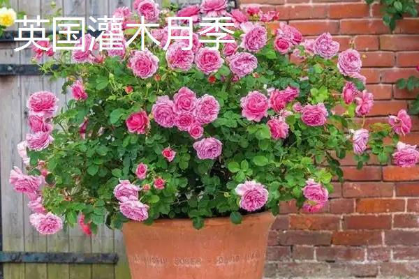 灌木月季能不能盆栽，可选择红双喜灌木月季、英国灌木月季等品种