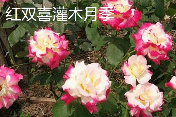 灌木月季能不能盆栽，可选择红双喜灌木月季、英国灌木月季等品种