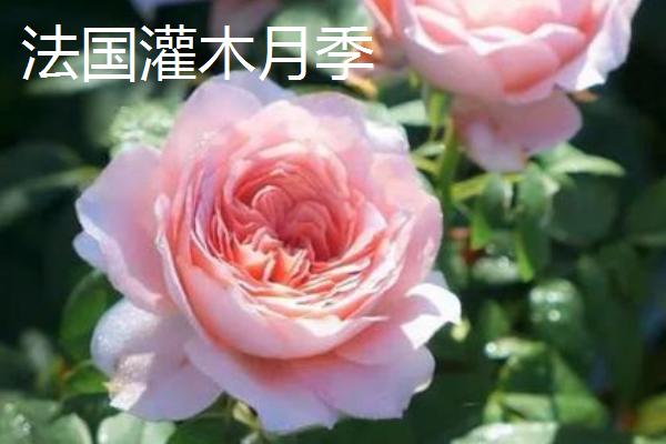 灌木月季能不能盆栽，可选择红双喜灌木月季、英国灌木月季等品种
