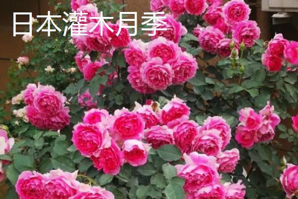 灌木月季能不能盆栽，可选择红双喜灌木月季、英国灌木月季等品种