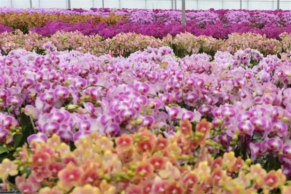 怎么种植蝴蝶兰,生长期间每周追施一次液肥