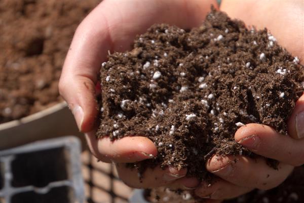 怎么种植蝴蝶兰,生长期间每周追施一次液肥