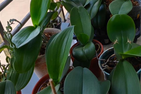 怎么种植蝴蝶兰,生长期间每周追施一次液肥