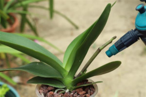 怎么种植蝴蝶兰,生长期间每周追施一次液肥