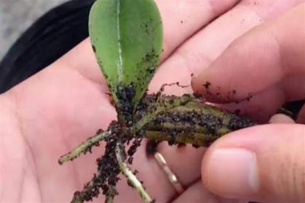 怎么种植蝴蝶兰,生长期间每周追施一次液肥