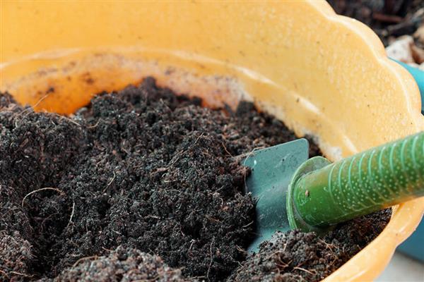 怎么种植蝴蝶兰,生长期间每周追施一次液肥