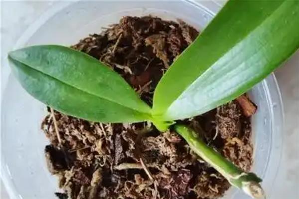 怎么种植蝴蝶兰,生长期间每周追施一次液肥