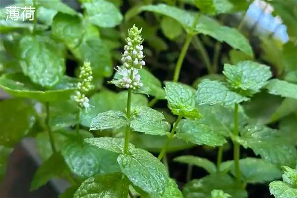 美国薄荷怎么养殖，平时每隔3-5天浇一次水