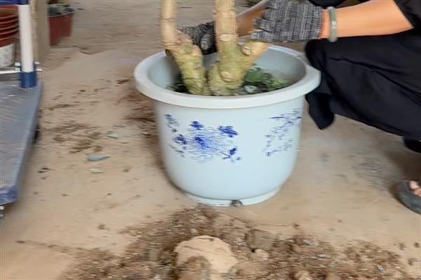 玉树如何换盆，最好是在春季进行