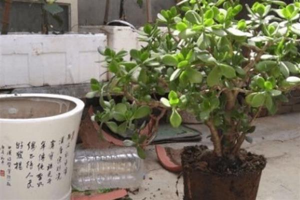 玉树如何换盆，最好是在春季进行