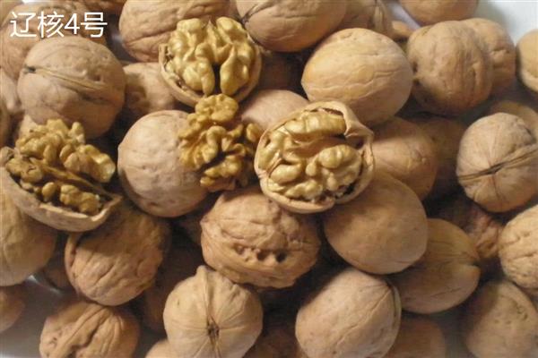 核桃的价格，一斤需要10-20元左右