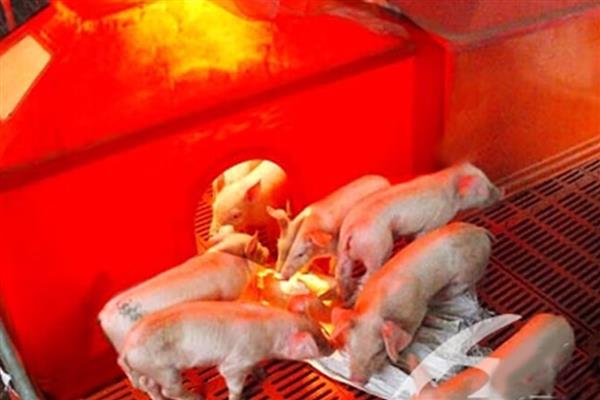 小猪出生多久不用保温箱，出生30天后可正常饲养