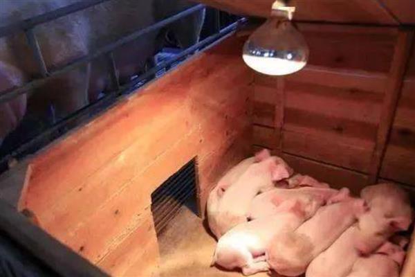 小猪出生多久不用保温箱，出生30天后可正常饲养