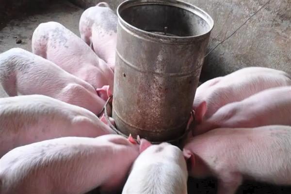 小猪出生多久不用保温箱，出生30天后可正常饲养
