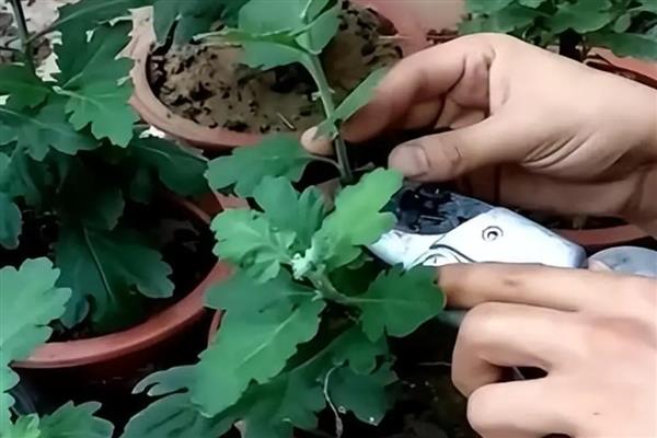让菊花爆盆的方法，使用含磷较多的花肥可增加开花量