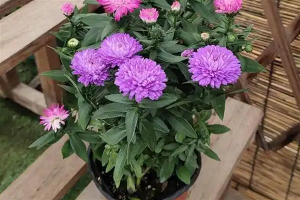 让菊花爆盆的方法，使用含磷较多的花肥可增加开花量