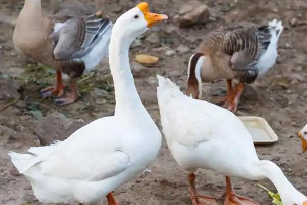 黄鼠狼害怕哪些动物，会受到鹅、狗、大黑猫的攻击