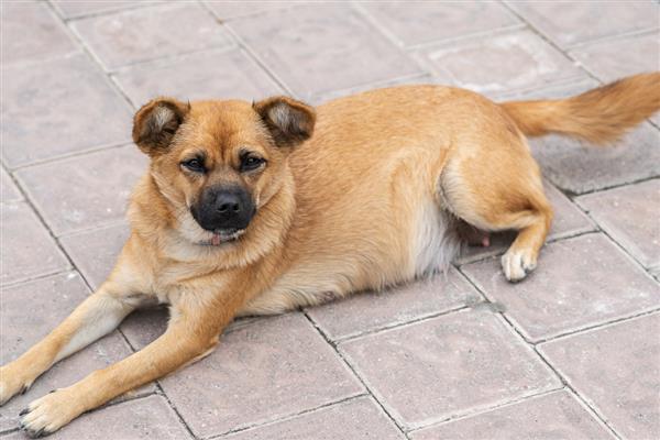 黄鼠狼害怕哪些动物，会受到鹅、狗、大黑猫的攻击