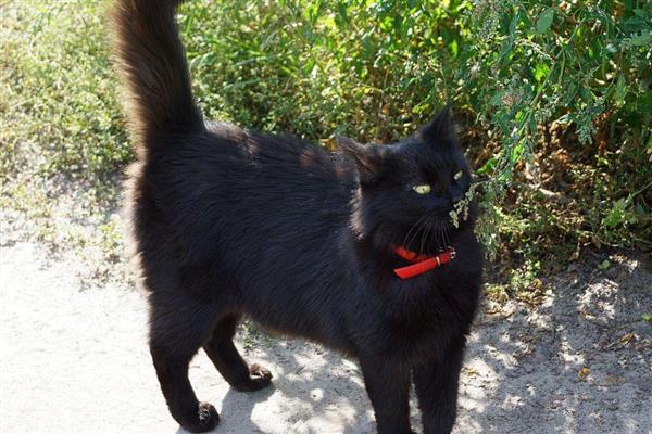 黄鼠狼害怕哪些动物，会受到鹅、狗、大黑猫的攻击