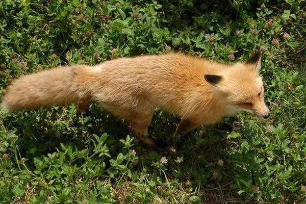 黄鼠狼害怕哪些动物，会受到鹅、狗、大黑猫的攻击
