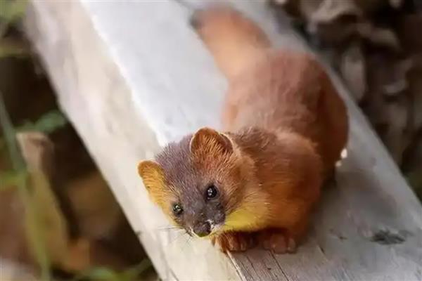 黄鼠狼害怕哪些动物，会受到鹅、狗、大黑猫的攻击