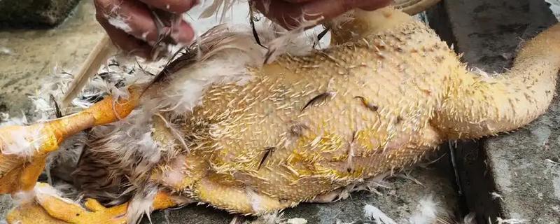 如何清除鸭子上面的小细毛，用镊子拔除又快又干净