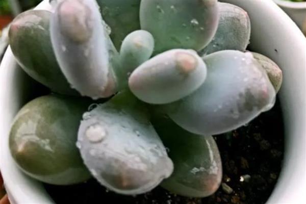 多肉长白虫子如何解决，防治蚧壳虫可喷洒酒精溶液