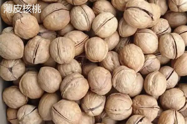 薄皮核桃和纸皮核桃的区别，外壳厚度、口感和含油量均不同
