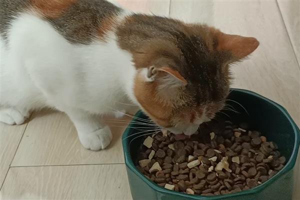 接猫前后要准备什么，需提前1天对房屋消毒