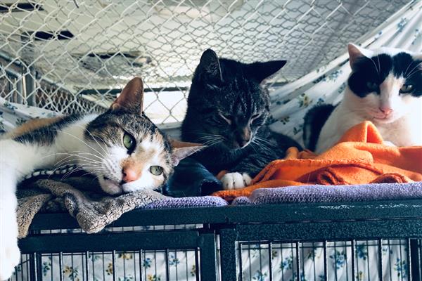 接猫前后要准备什么，需提前1天对房屋消毒
