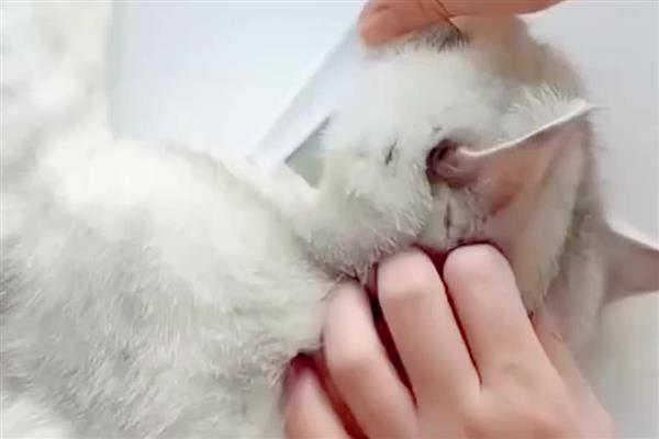 接猫前后要准备什么，需提前1天对房屋消毒