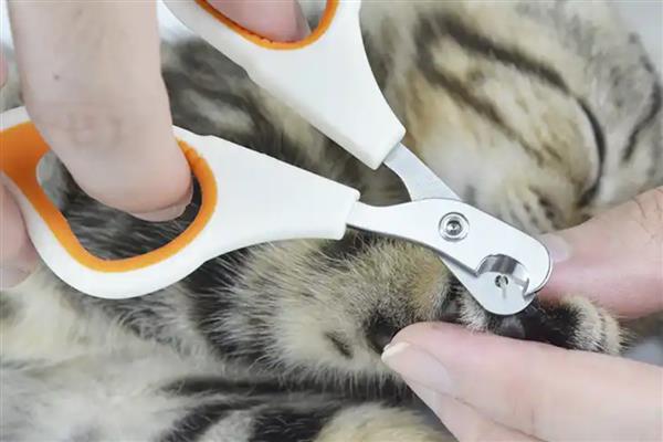 接猫前后要准备什么，需提前1天对房屋消毒
