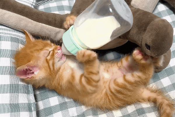 接猫前后要准备什么，需提前1天对房屋消毒